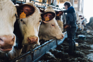 Saint-Marcellin IGP les vaches de la Ferme expérimentale de la Côté Saint André