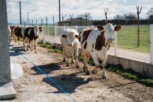 Saint-Marcellin IGP les vaches de la Ferme expérimentale de la Côté Saint André