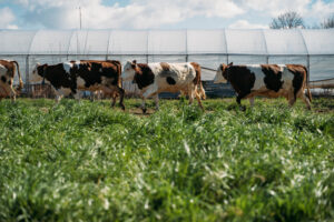 Saint-Marcellin IGP les vaches de la Ferme expérimentale de la Côté Saint André