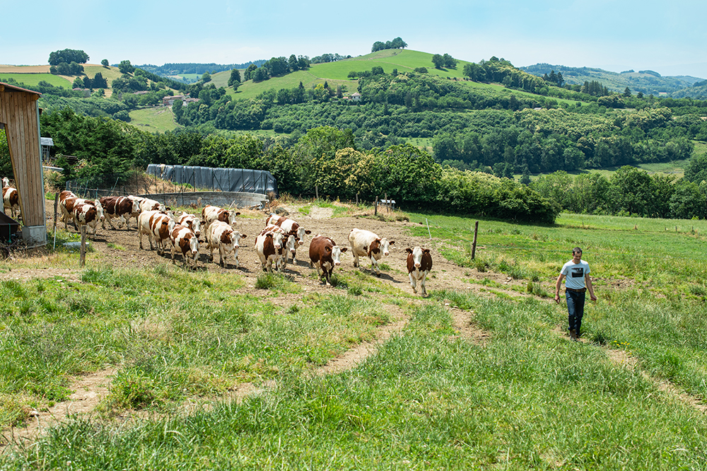 Gaec Les essart au Plan Saint-Marcellin IGP