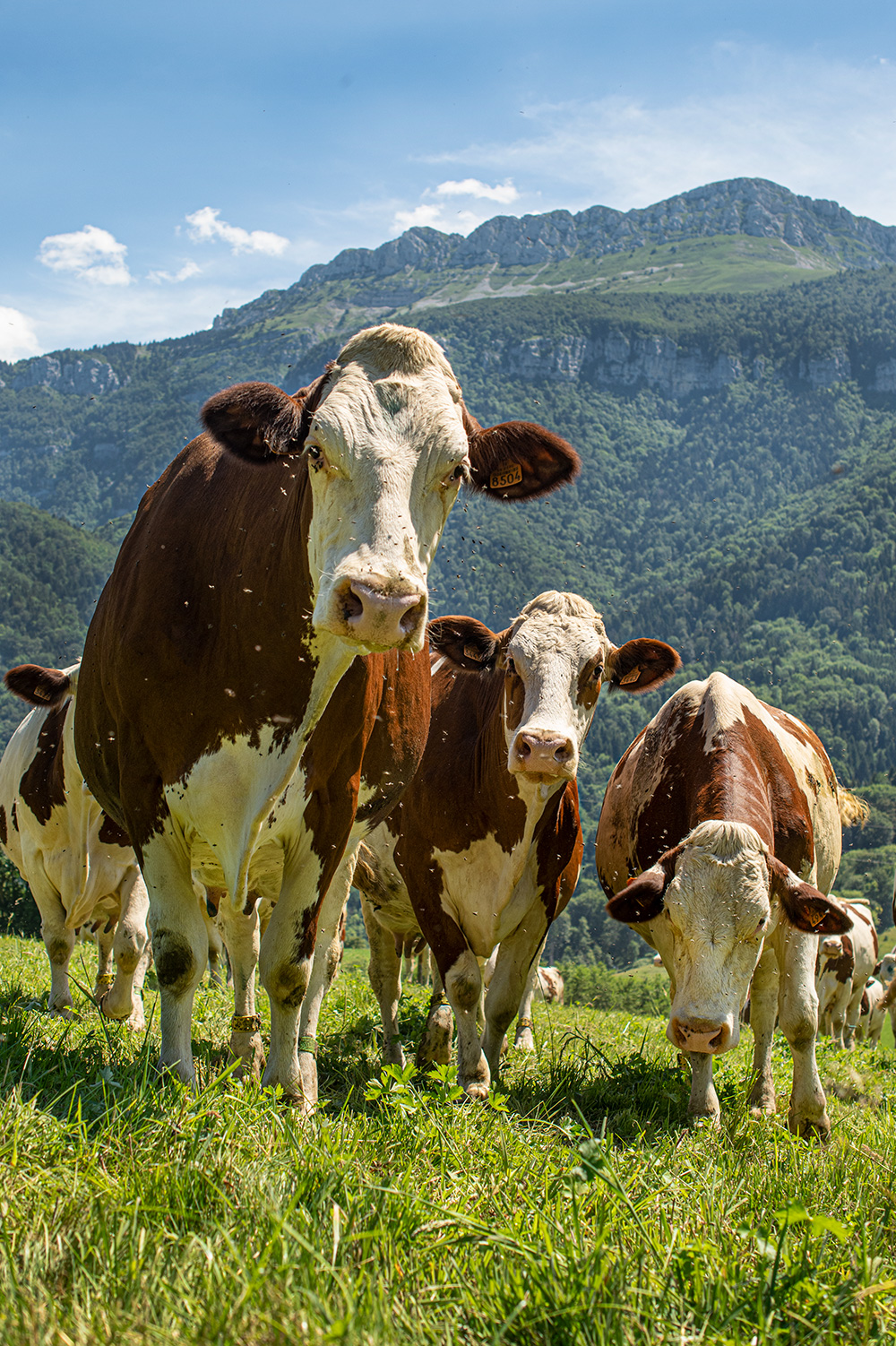 Gaec-de-la-Gourmandiere-vaches