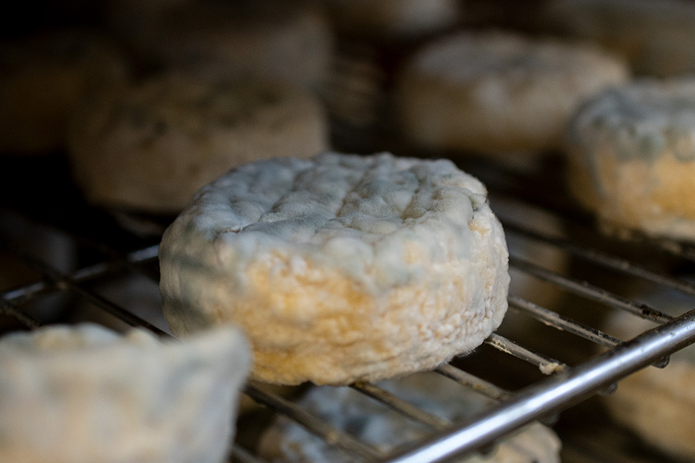 saint-marcellin-bleu-fromagerie-orlando