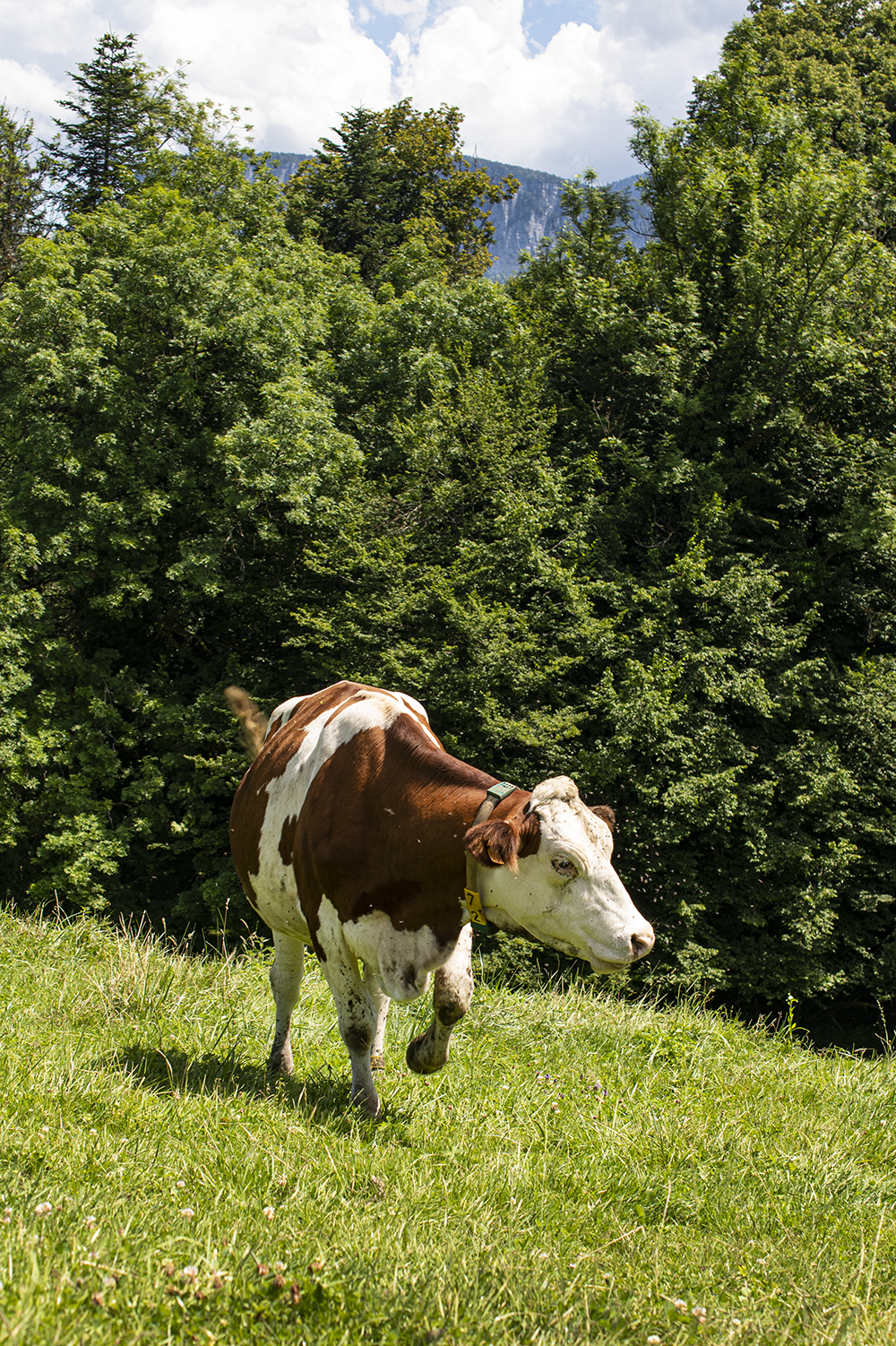 gaec-la-fontaine-vaches2