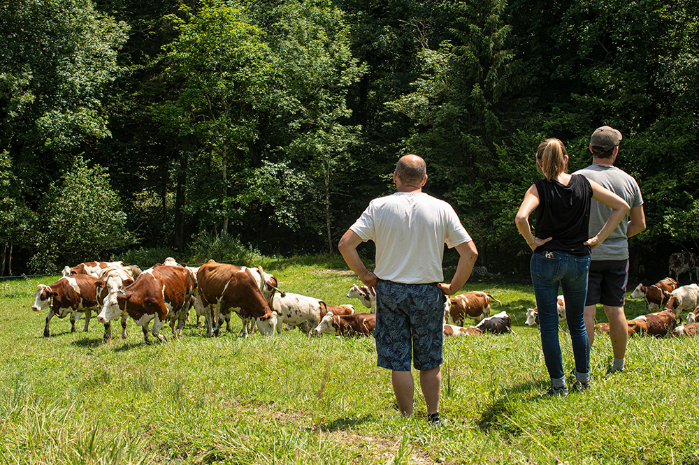 gaec-la-fontaine-vaches3