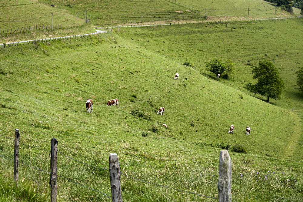 fromagerie-rochas-vaches