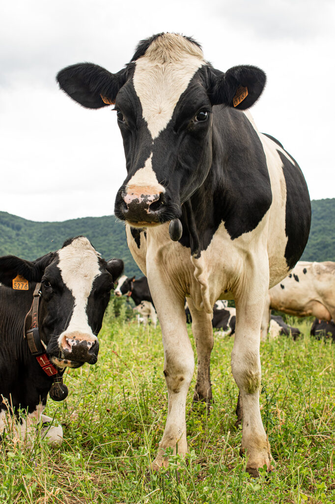 GAEC de la Motte, La Motte Fanjas Fromage SaintMarcellin IGP