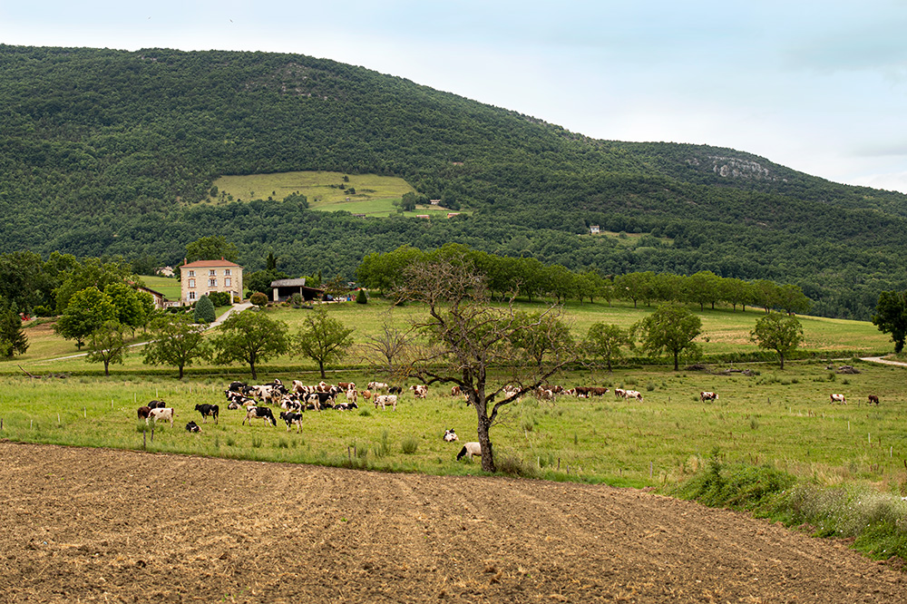GAEC de la Motte, La Motte Fanjas Fromage SaintMarcellin IGP