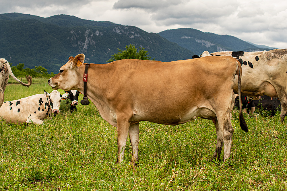 vache jersiaise drome