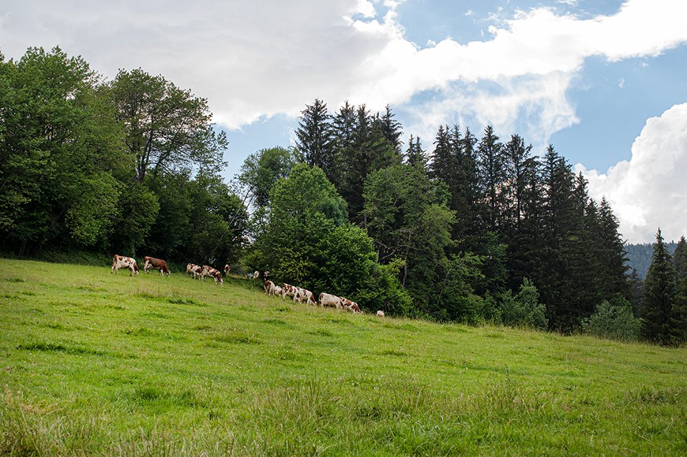 gaec-claret-vaches