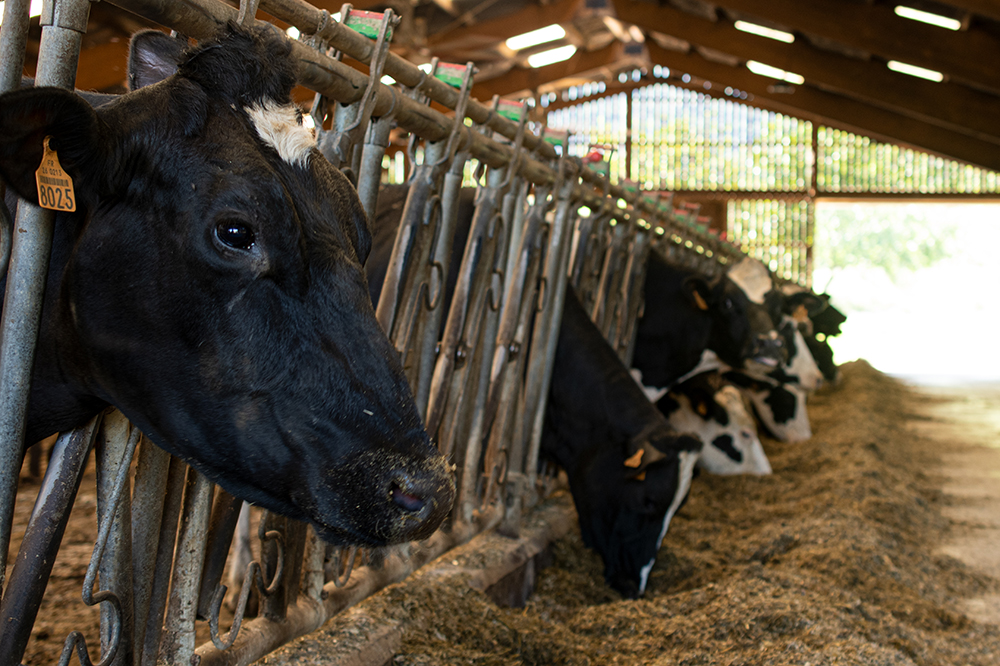 GAEC-grands-goulets-vaches-BD