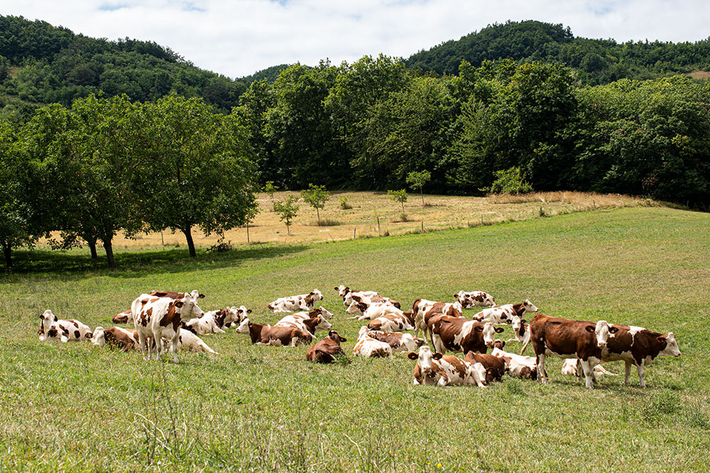 gaec-sully-vaches saint-marcellin IGP