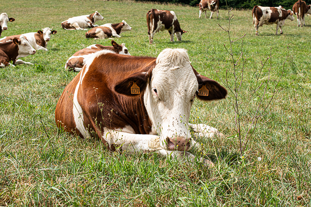 gaec-sully-vaches saint-marcellin IGP