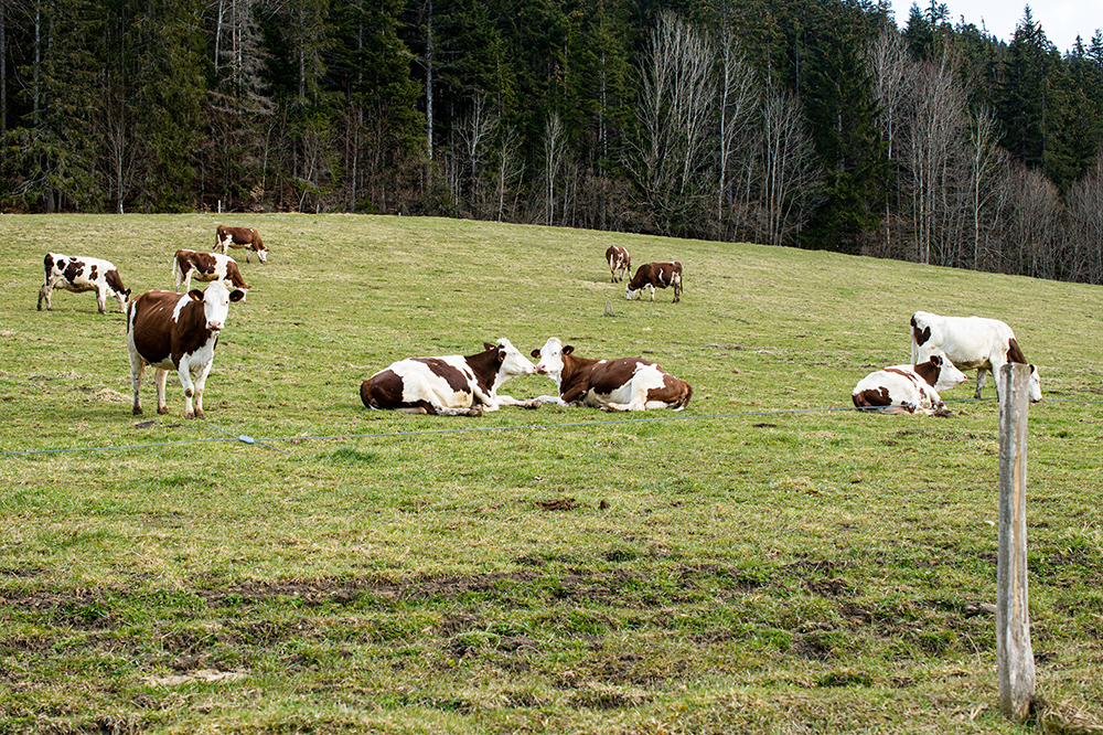 ferme de la bourriere