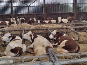 Vaches à l'étable